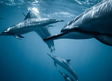 赛场铸荣光 中国冰雪坚定信心冬奥再出发